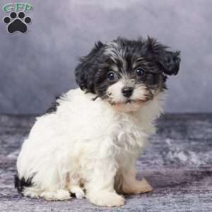 Ashley, Havachon Puppy